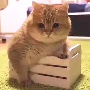 Meet your Posher, Feng